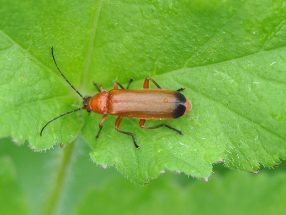 Rotgelber Weichkäfer (Rhagonycha fulva)